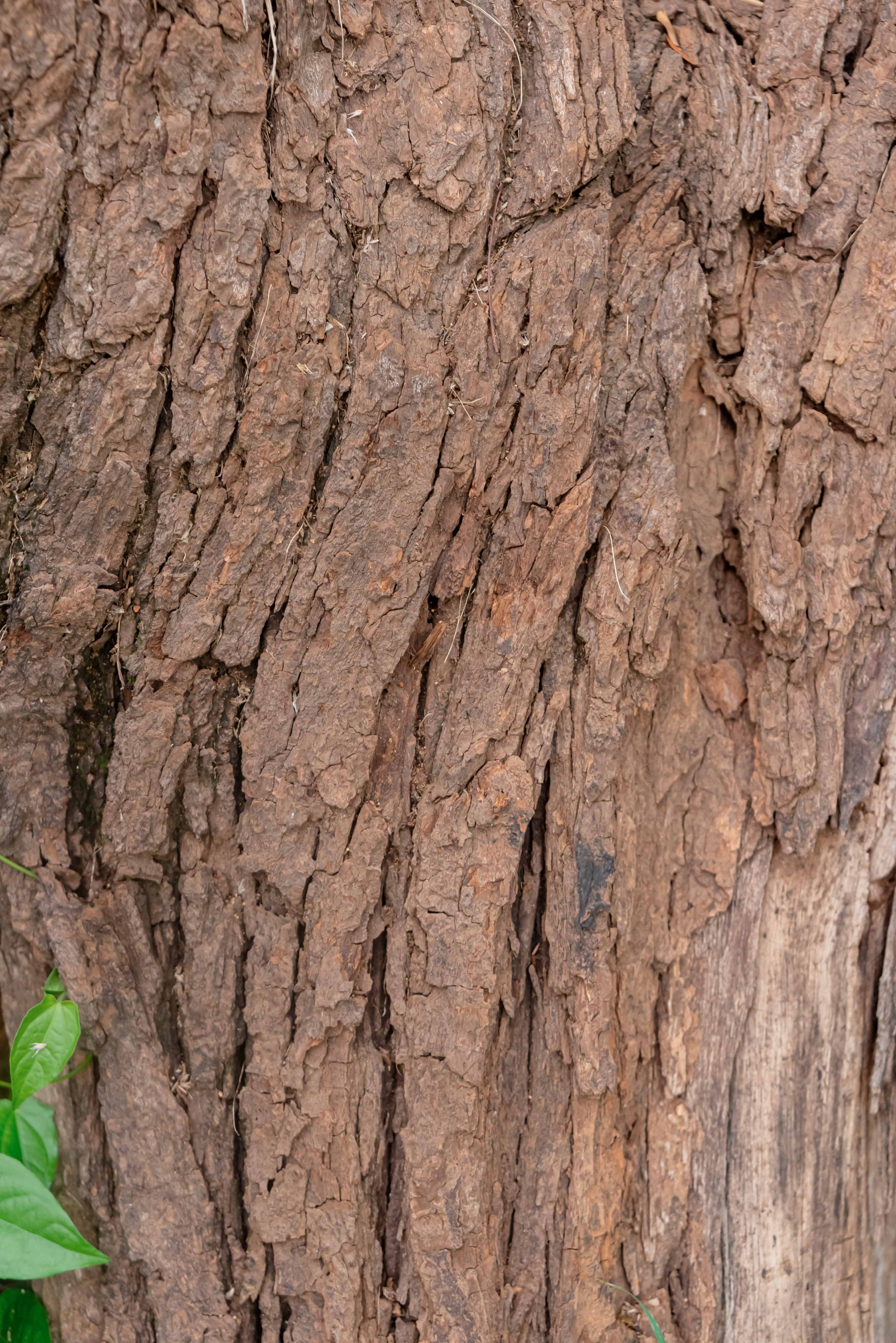 Swietenia Macrophylla · detalle de corteza, ejemplar in situ