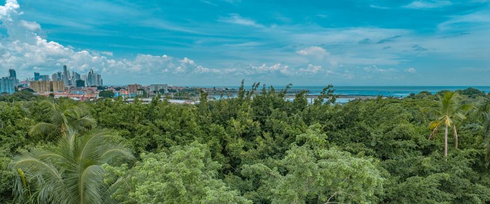 Copas de árboles y palmas con el perfil de la ciudad y la bahía en el horizonte