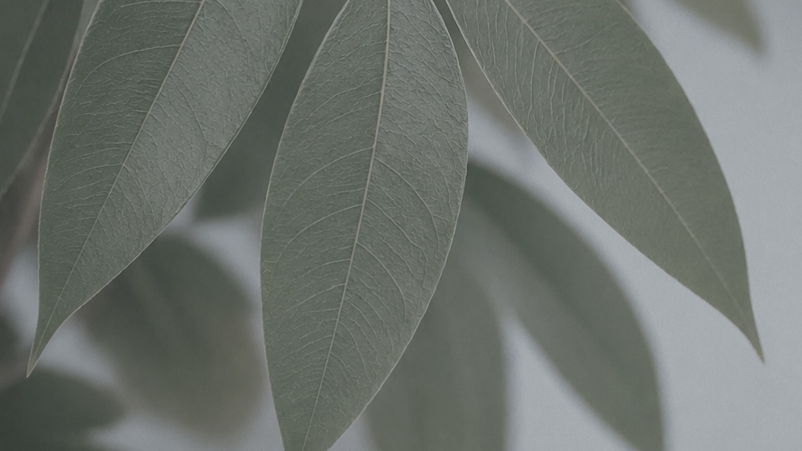 Hojas alargadas verde salvia sobre un fondo claro desenfocado