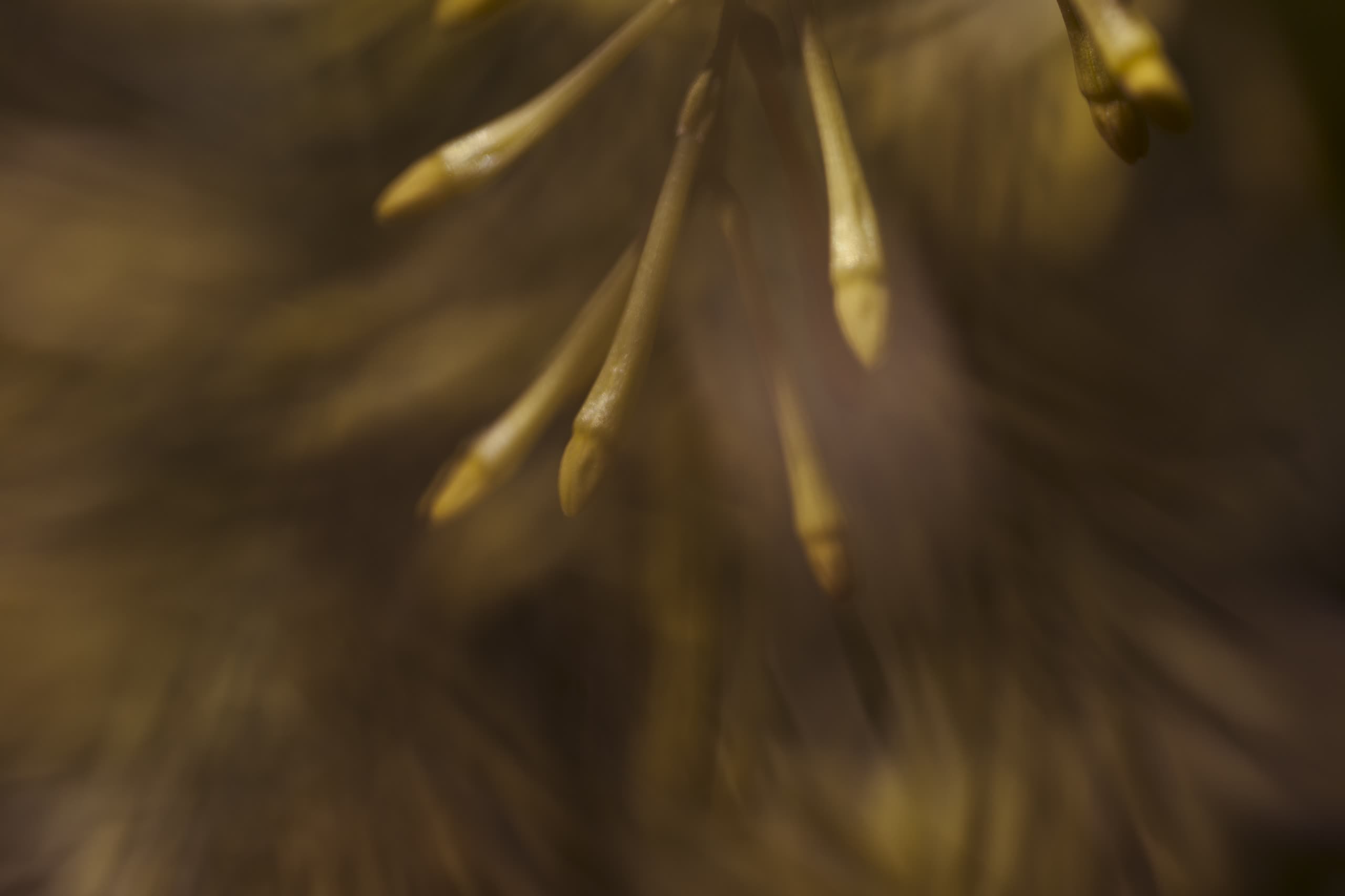 Brotes dorados de una flor sobre un fondo cálido desenfocado