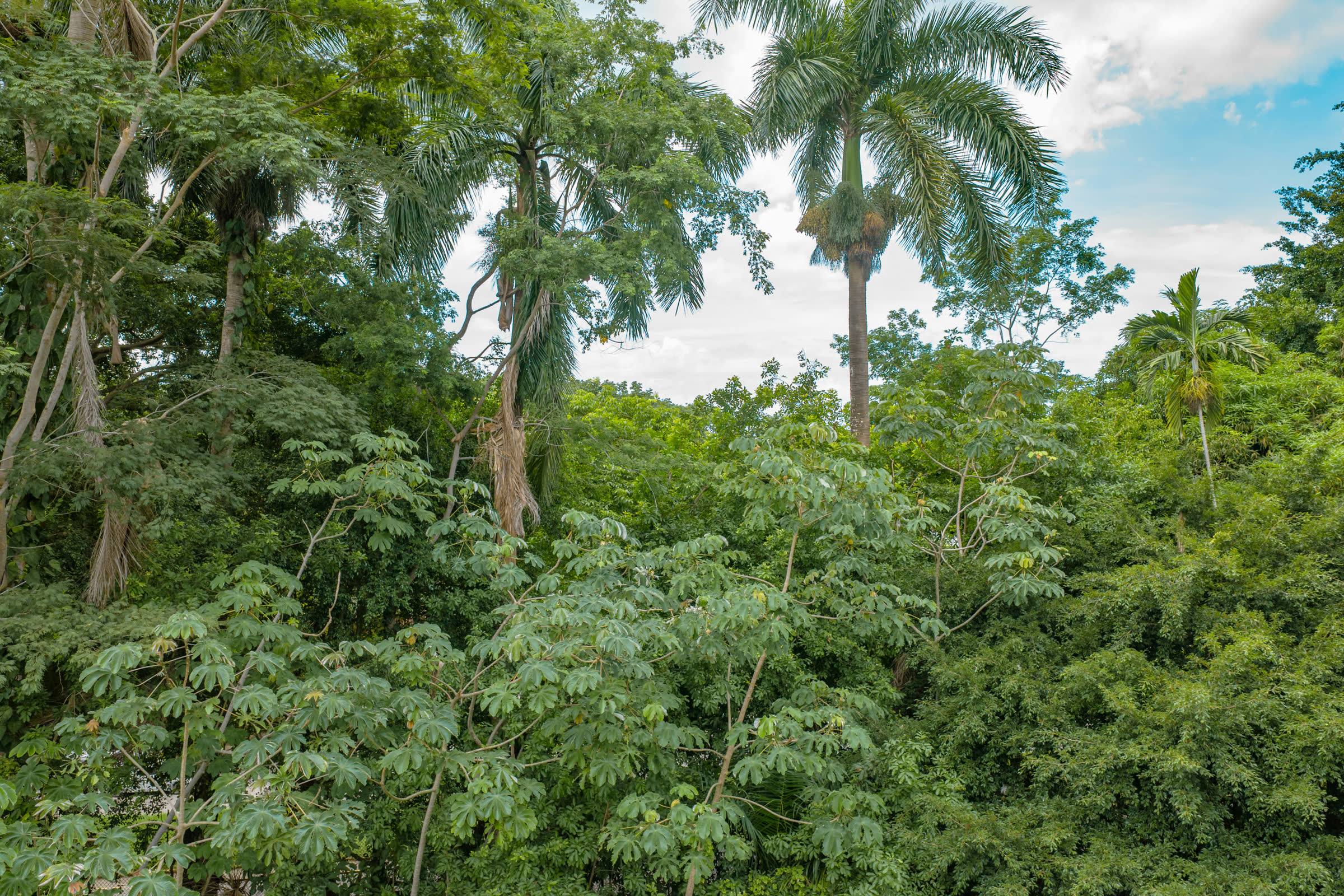 Bosque denso con dos palmas reales altas contra un cielo claro