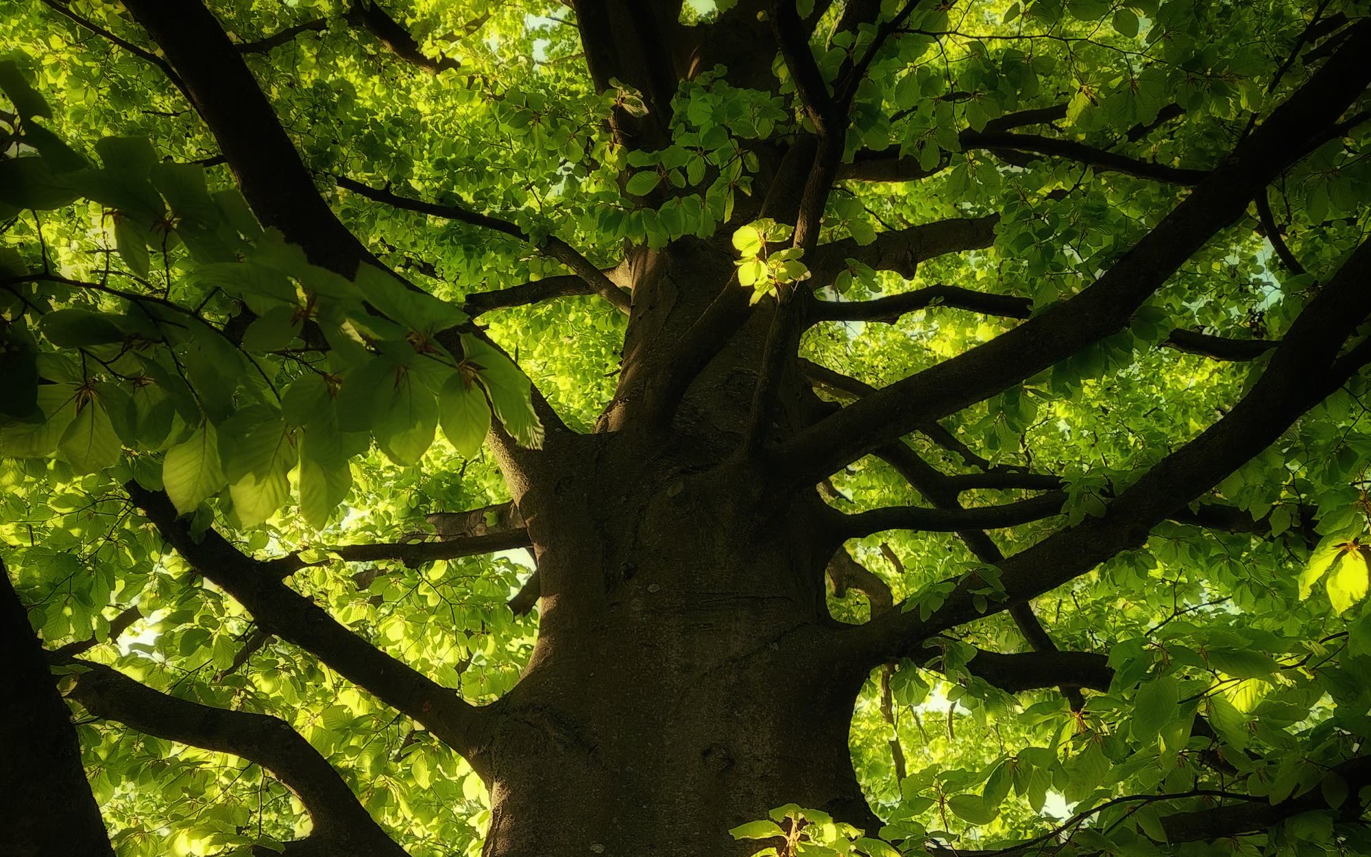 Copa de un gran árbol vista desde abajo, con las hojas a contraluz